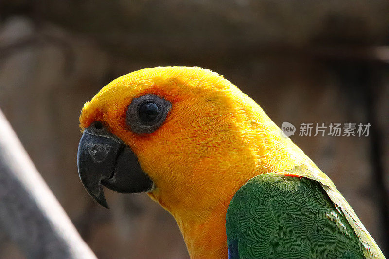 太阳conure (Aratinga solstitialis)的特写图像，阳光下栖息在树枝上的鹦鹉，大头照，侧面视图，聚焦于前景